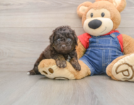 7 week old Poodle Puppy For Sale - Simply Southern Pups