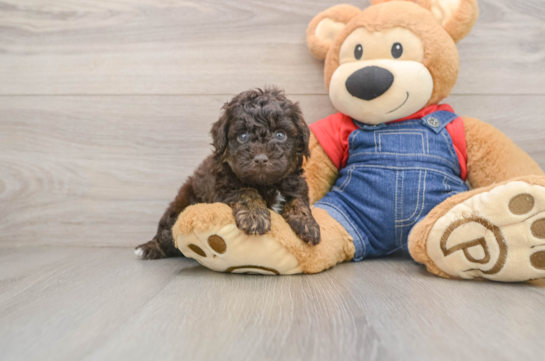 Poodle Pup Being Cute