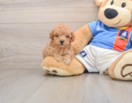 9 week old Poodle Puppy For Sale - Simply Southern Pups
