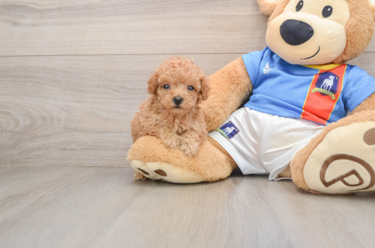 Smart Caniche Purebred Puppy