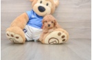 Playful Poodle Baby