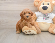 8 week old Poodle Puppy For Sale - Simply Southern Pups