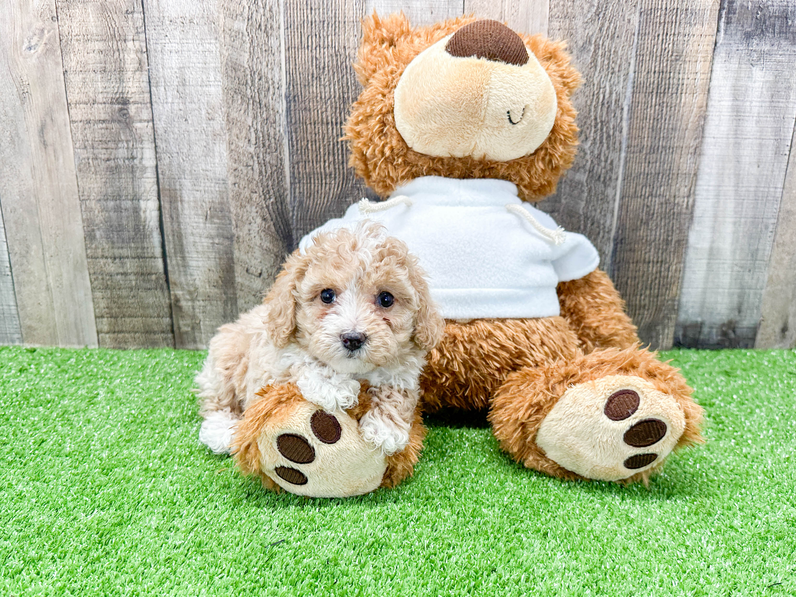 Purebred store poodle puppy