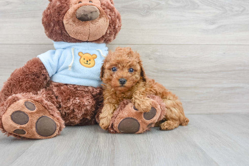 red toy poodle  Teddy bear poodle, Toy poodle puppies, Poodle puppy