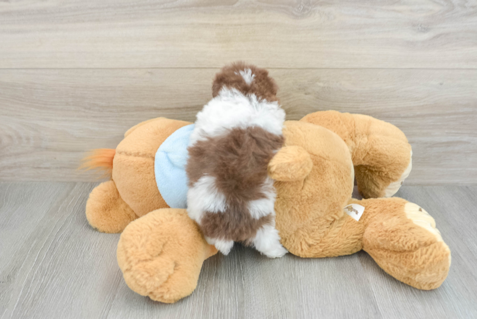 Playful Poodle Purebred Pup