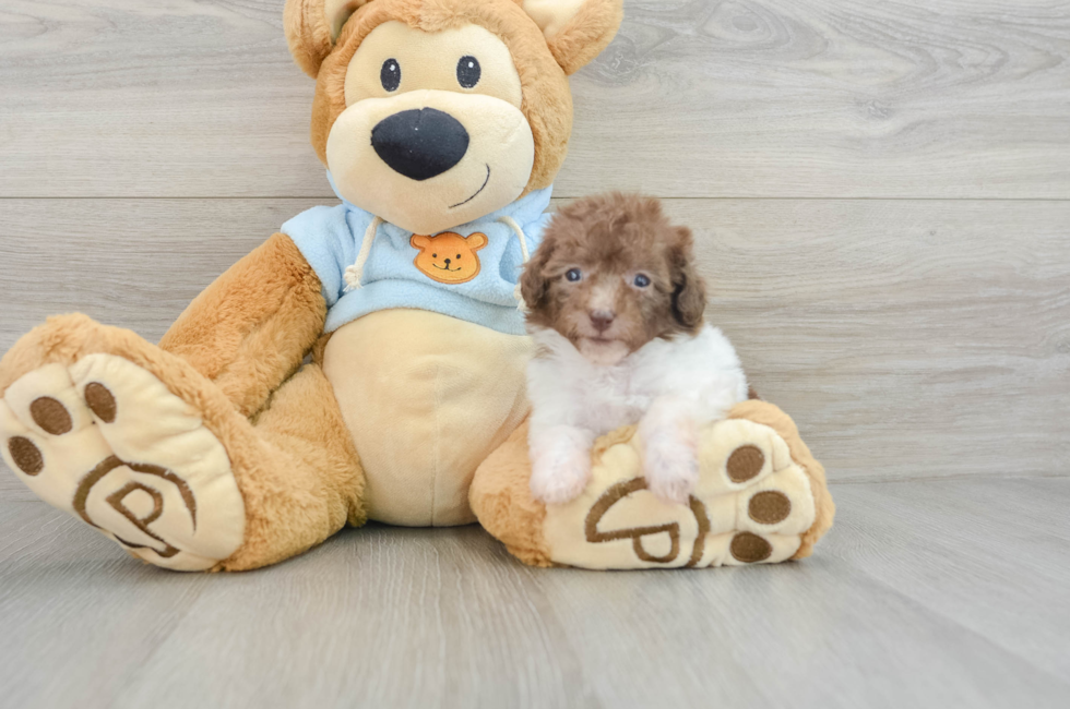 8 week old Poodle Puppy For Sale - Simply Southern Pups