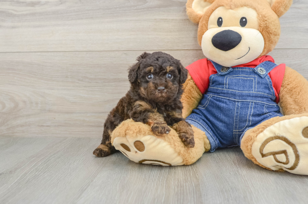 5 week old Poodle Puppy For Sale - Simply Southern Pups