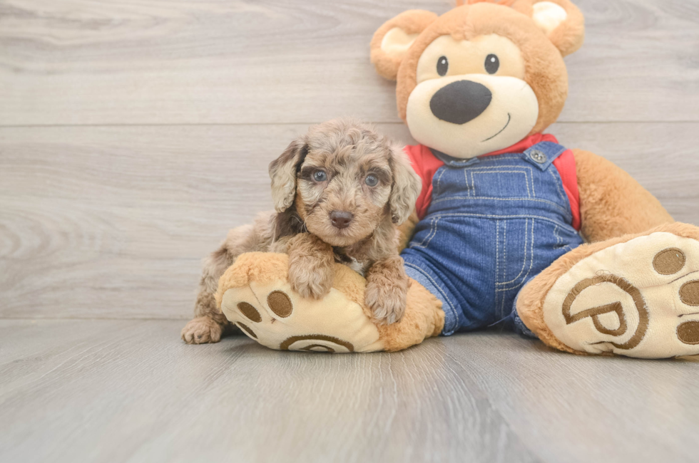 5 week old Poodle Puppy For Sale - Simply Southern Pups