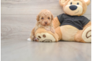 Energetic Toy Poodle Purebred Puppy