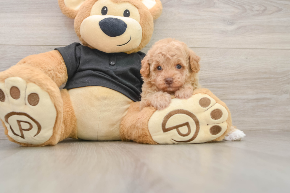 Best Poodle Baby