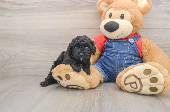 Hypoallergenic Poodle Purebred Pup