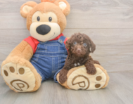 7 week old Poodle Puppy For Sale - Simply Southern Pups 7 week old Poodle Puppy For Sale - Simply Southern Pups