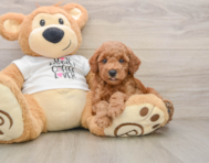 7 week old Poodle Puppy For Sale - Simply Southern Pups