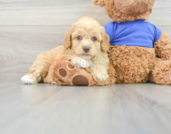 8 week old Poodle Puppy For Sale - Simply Southern Pups