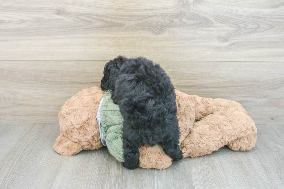 Fluffy Pudel Purebred Puppy