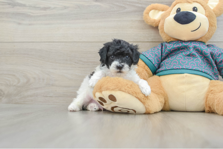 Energetic Toy Poodle Purebred Puppy