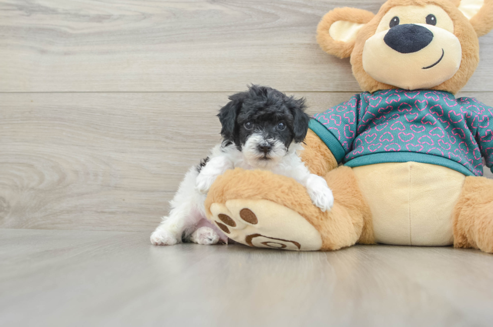 5 week old Poodle Puppy For Sale - Simply Southern Pups