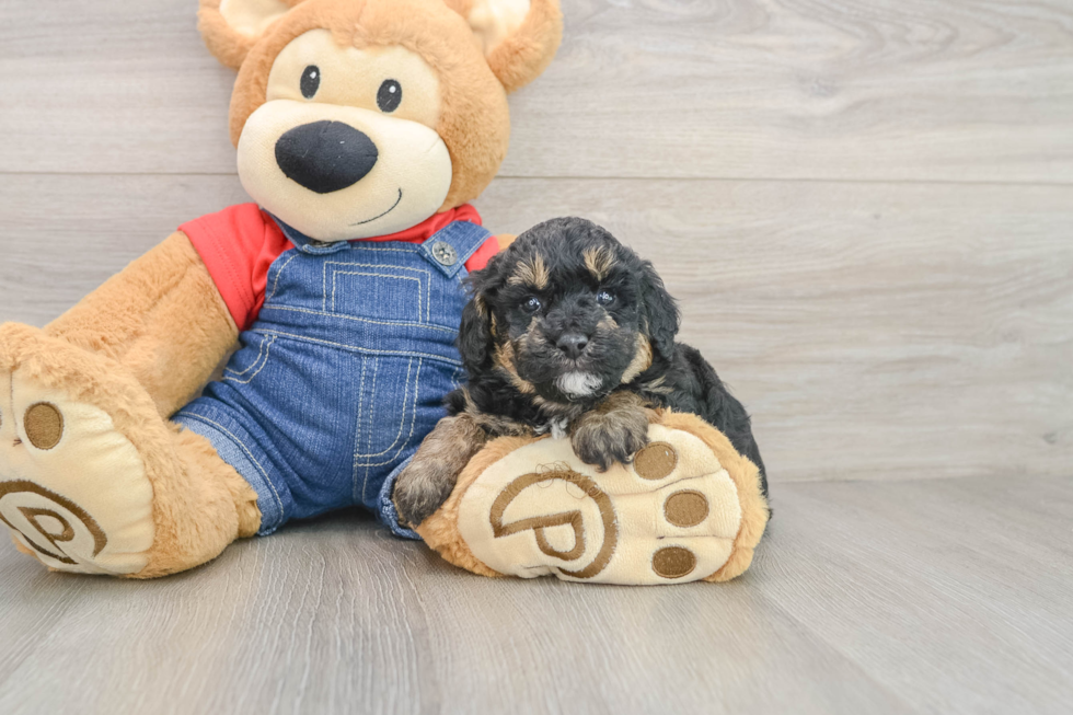 Adorable Pooodle Purebred Puppy