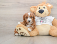 6 week old Poodle Puppy For Sale - Simply Southern Pups