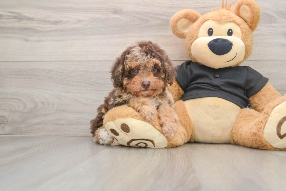 Small Poodle Baby