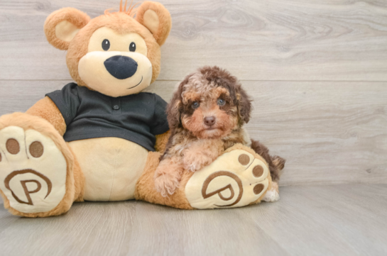 Poodle Puppy for Adoption