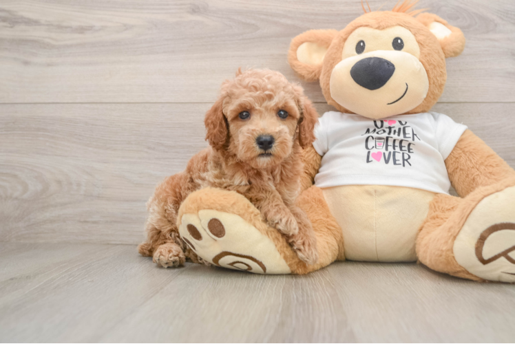 Poodle Puppy for Adoption