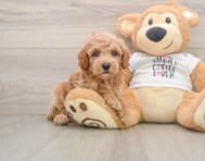 7 week old Poodle Puppy For Sale - Simply Southern Pups