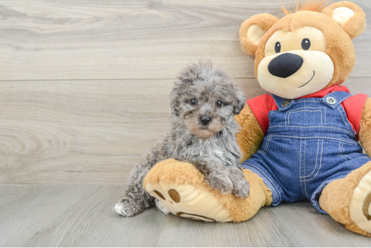 Poodle Pup Being Cute