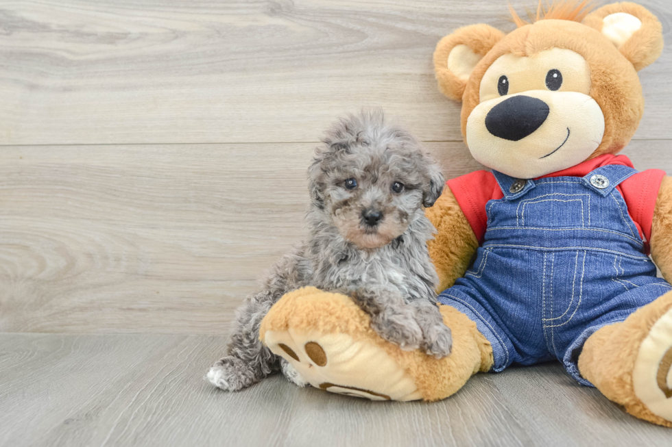 Poodle Pup Being Cute