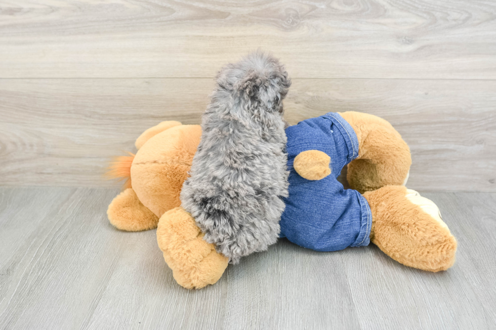 Hypoallergenic Poodle Baby