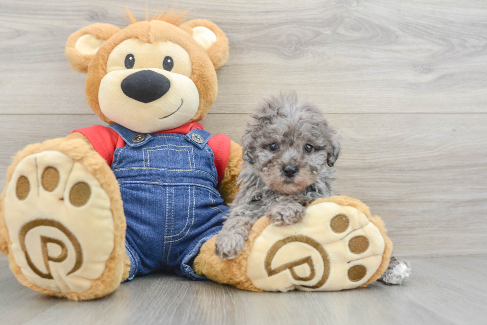 Poodle Puppy for Adoption