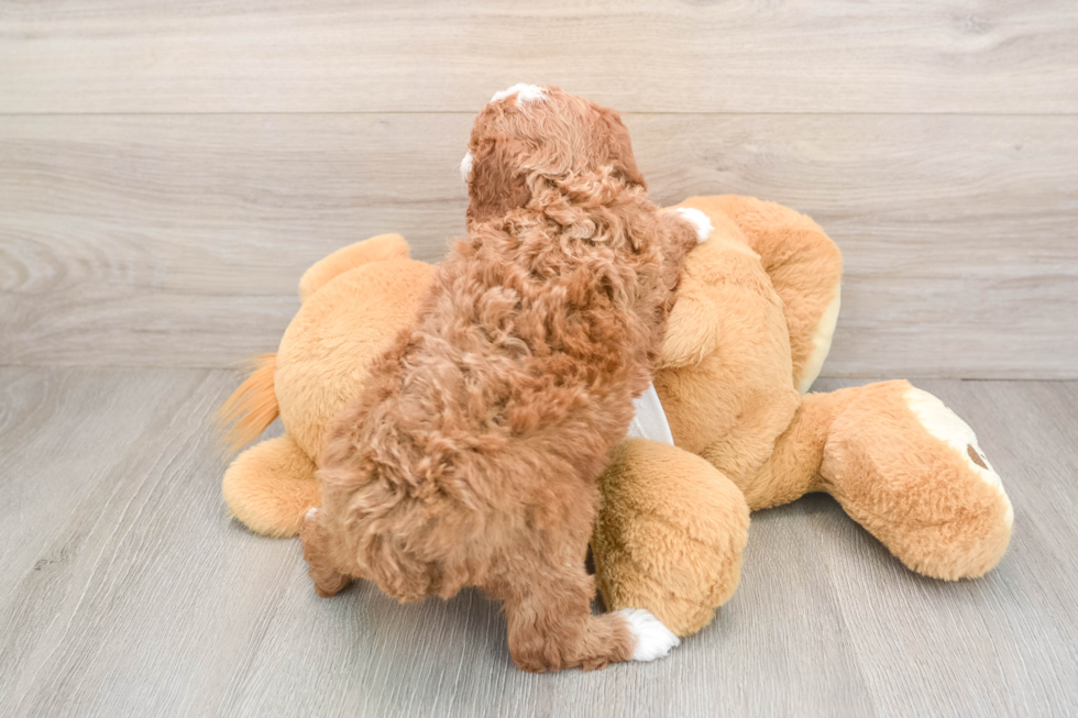 Poodle Puppy for Adoption