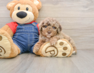 7 week old Poodle Puppy For Sale - Simply Southern Pups