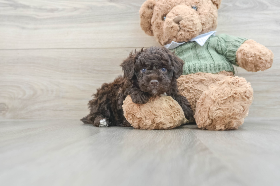 Playful Poodle Baby