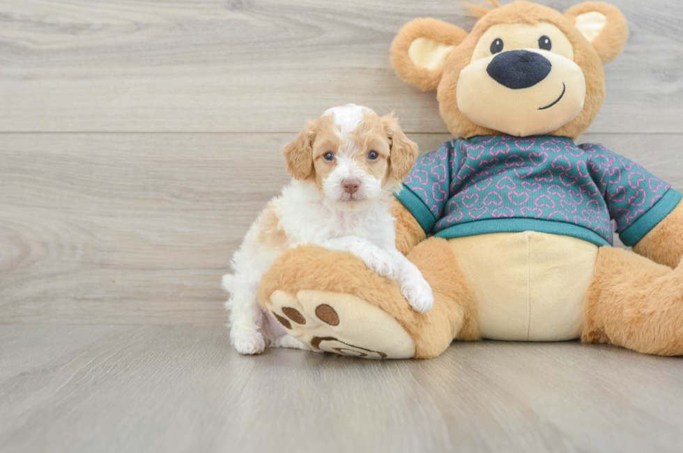 5 week old Poodle Puppy For Sale - Simply Southern Pups