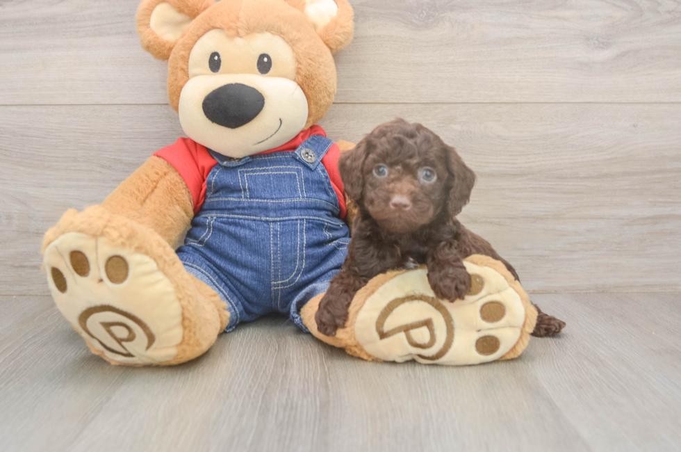 5 week old Poodle Puppy For Sale - Simply Southern Pups