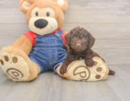 7 week old Poodle Puppy For Sale - Simply Southern Pups 7 week old Poodle Puppy For Sale - Simply Southern Pups