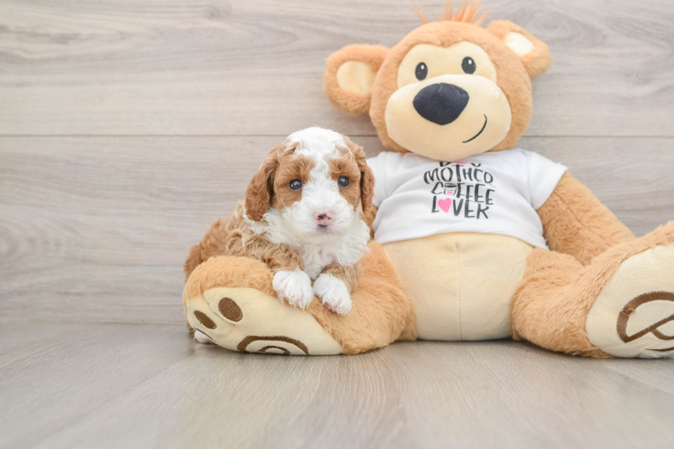 Friendly Poodle Purebred Pup