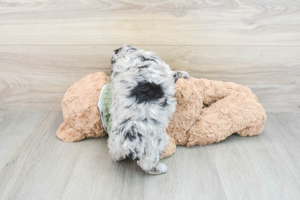 Poodle Pup Being Cute