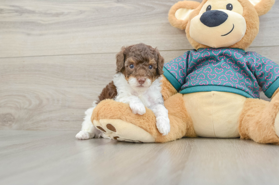 5 week old Poodle Puppy For Sale - Simply Southern Pups