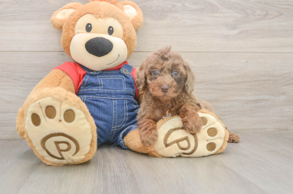 5 week old Poodle Puppy For Sale - Simply Southern Pups