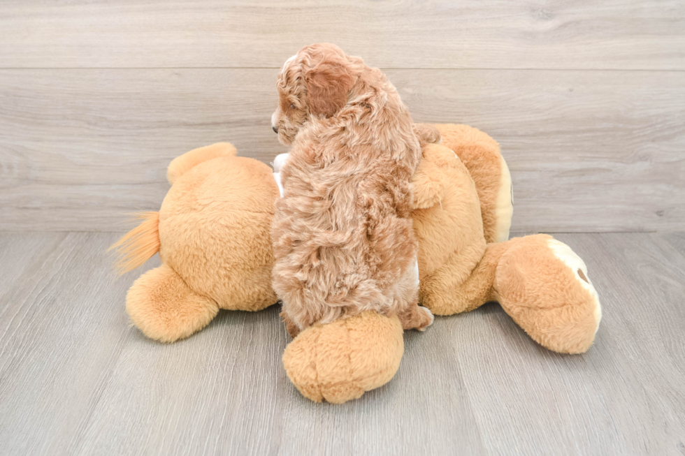 Poodle Pup Being Cute