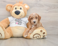 7 week old Poodle Puppy For Sale - Simply Southern Pups