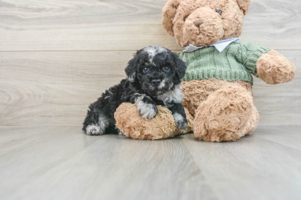 Sweet Pooodle Purebred Puppy