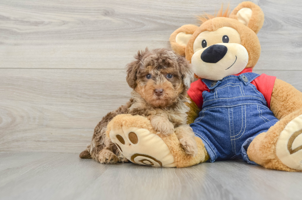 6 week old Poodle Puppy For Sale - Simply Southern Pups