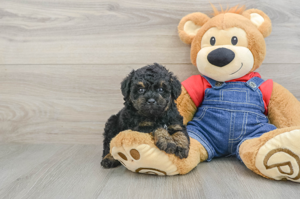 5 week old Poodle Puppy For Sale - Simply Southern Pups