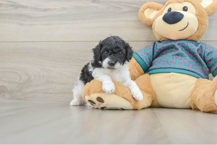 Poodle Pup Being Cute