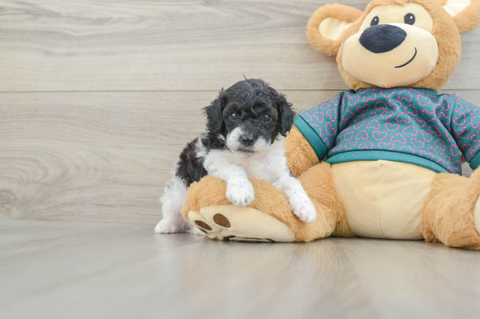 5 week old Poodle Puppy For Sale - Simply Southern Pups