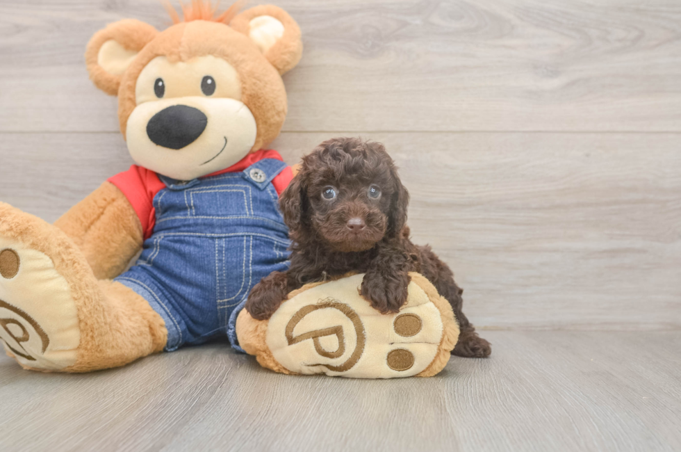 5 week old Poodle Puppy For Sale - Simply Southern Pups