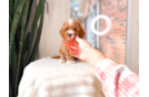Best Poodle Baby